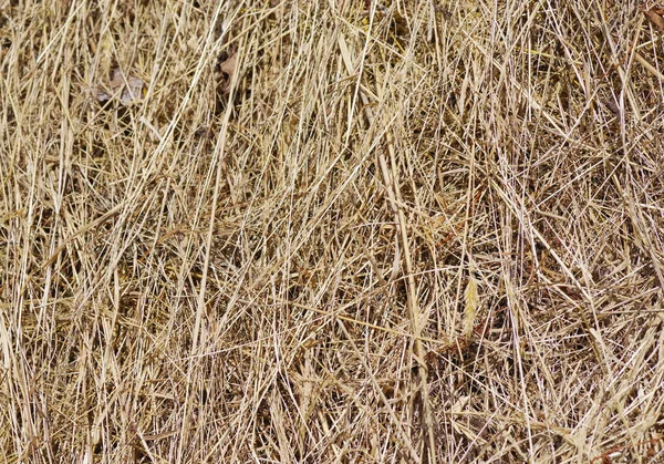 Hay Balstack Spannmål Gröda Ett Fält Stor Jordbruk Bakgrund Bild — Stockfoto