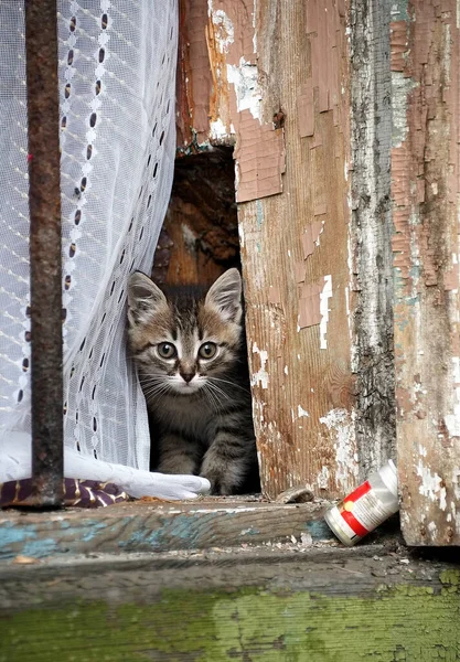 Curieux Petit Chat Regardant Par Fenêtre Une Vieille Maison — Photo