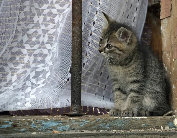 Nyfiken Katt Unge Tittar Genom Fönstret Ett Gammalt Hus — Stockfoto