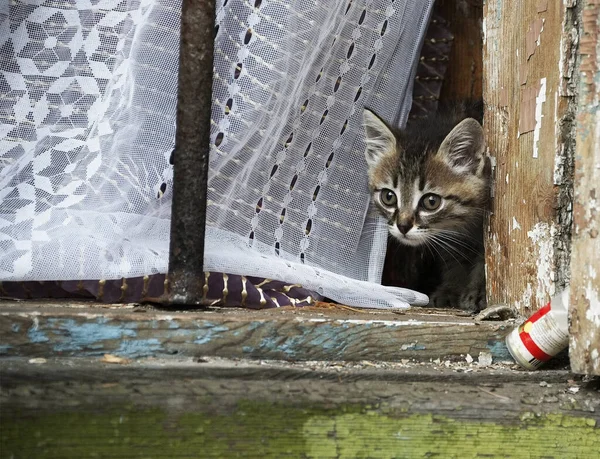 Nyfiken Katt Unge Tittar Genom Fönstret Ett Gammalt Hus — Stockfoto