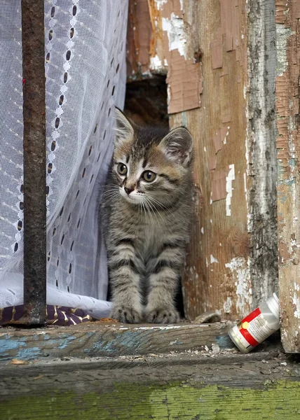 Curieux Petit Chat Regardant Par Fenêtre Une Vieille Maison — Photo