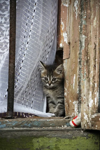 Ciekawy Kotek Wyglądający Przez Okno Starego Domu — Zdjęcie stockowe