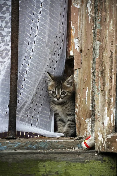 Curieux Petit Chat Regardant Par Fenêtre Une Vieille Maison — Photo