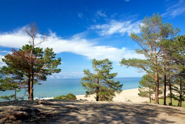 Kumda büyüyen çam ağaçları gökyüzüne ve Baykal Gölü 'ne karşı. Sıcak hava ve güneşli bir gün.