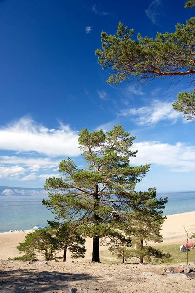 Pine trees growing on the sand against the sky and lake Baikal. Hot weather and bright sunny day