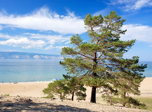 Πεύκα Που Φυτρώνουν Στην Άμμο Ενάντια Στον Ουρανό Και Λίμνη — Φωτογραφία Αρχείου