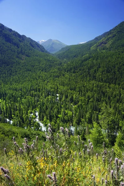 Літні Альпійські Краєвиди Горах Алтай Сибір Росія — стокове фото