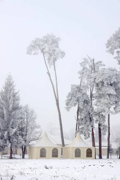Paisagem Inverno Árvores Inverno Nevadas Longo Beco Parque Inverno — Fotografia de Stock