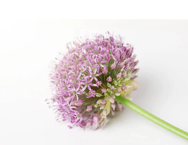 Měkký zaostal nádherný Blooming fialový Allium, cibulovou květinu izolovanou na bílém pozadí, — Stock fotografie