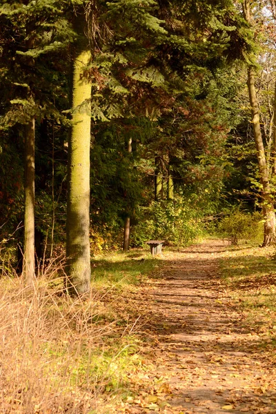 Sonbahar Park. Eski çam ağacı ve ahşap Bank