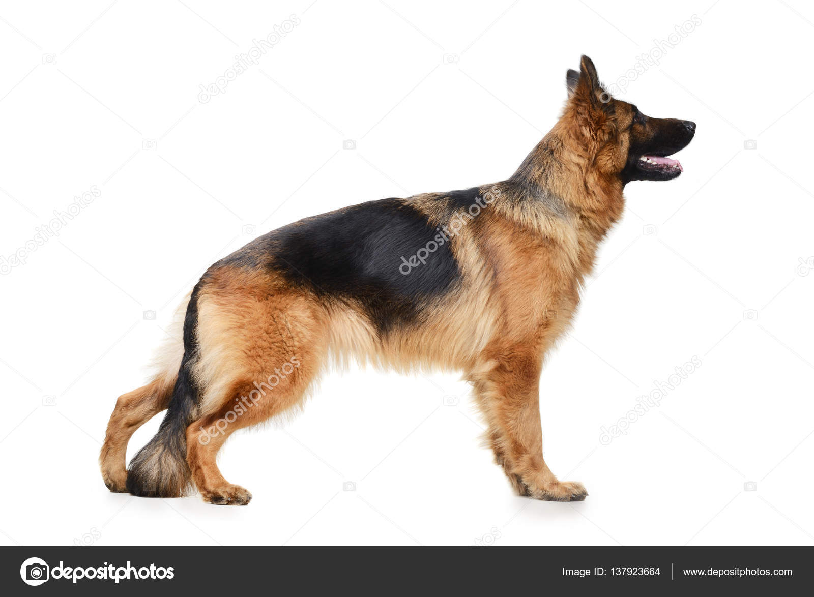 german shepherd standing
