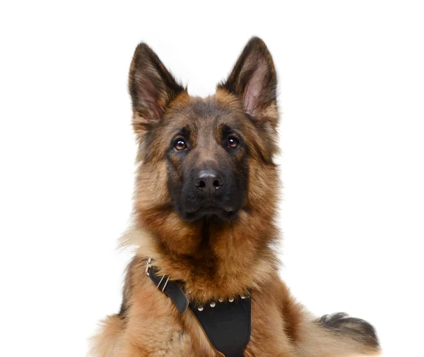 Close up Portrait of a junior Fluffy German Shepherd Dog Looking to the Camera. Two Years Old Pet. — Stock Photo, Image