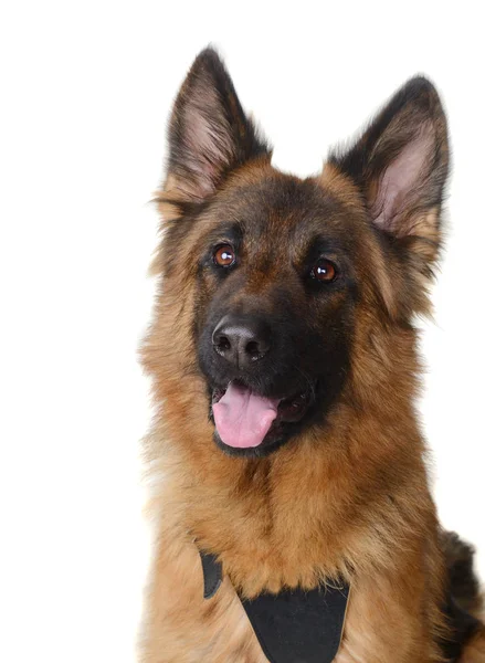 Nahaufnahme Porträt eines flauschigen Schäferhundes, der in die Kamera schaut. Zweijähriges Haustier. — Stockfoto