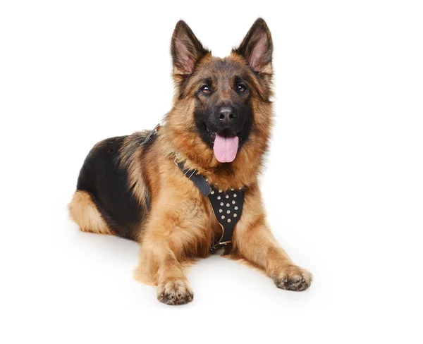 Young German Shepherd Dog lying against white background. Two Years Old Pet. — Stock fotografie