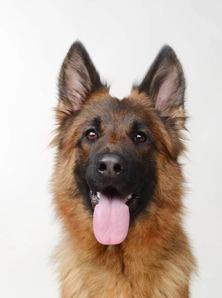 Portréja egy fiatal Német Pásztor kutya keres, hogy a kamera közelről. Két év régi Pet. — Stock Fotó