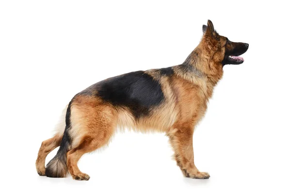 Joven perro pastor alemán en exposición de pie sobre fondo blanco. Mascota de dos años . — Foto de Stock