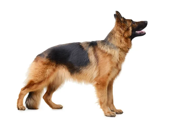 Perro pastor alemán esponjoso en exposición de pie sobre fondo blanco. Dos años de edad, mascota. Pura raza en el estante . — Foto de Stock