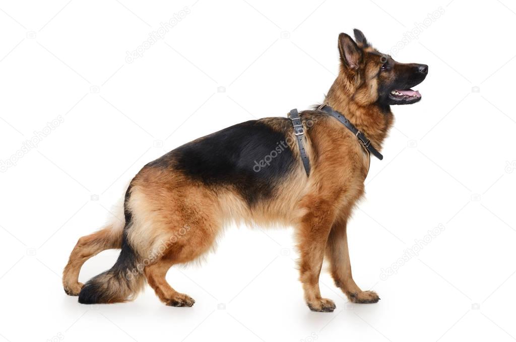 Fluffy German Shepherd Dog in exhibition standing against white background. Two Years Old Pet. Purebred in the rack.