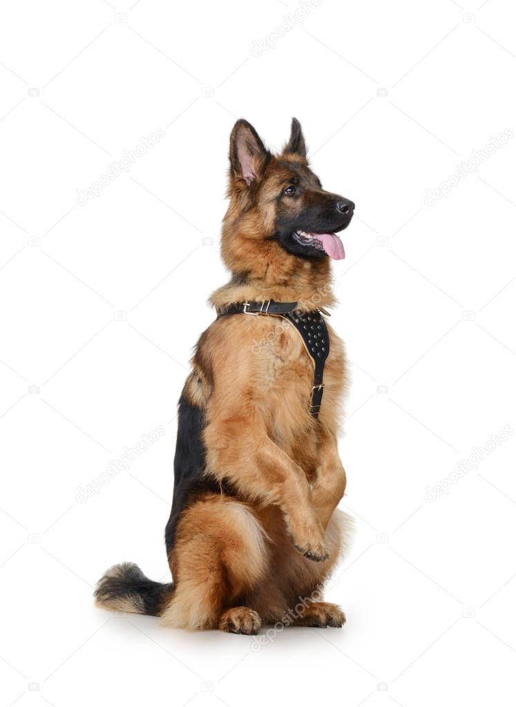 Portrait of a Young German Shepherd Dog Standing on its hind legs against white background. Two Years Old Pet.