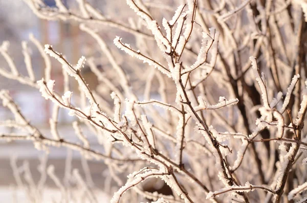 Fundo de inverno com galhos foscos contra a luz solar brilhante — Fotografia de Stock