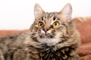 Genç kabarık gri yerli kedi evde. Benimsemişler evde beslenen hayvan.