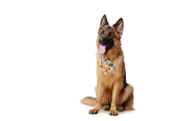 Young fluffy german shepherd dog with its owned gold medals isolated on white — Stock Photo, Image