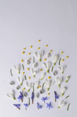 Yuvarlak çerçeve çiçek kardelen, Mimoza ve willows. Çiçek kompozisyon Üstten Görünüm.