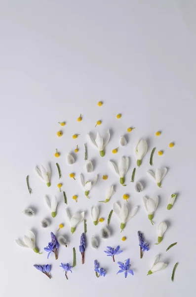 Cadre rond de fleurs perce-neige, mimosa et saules. Composition florale vue de dessus . — Photo