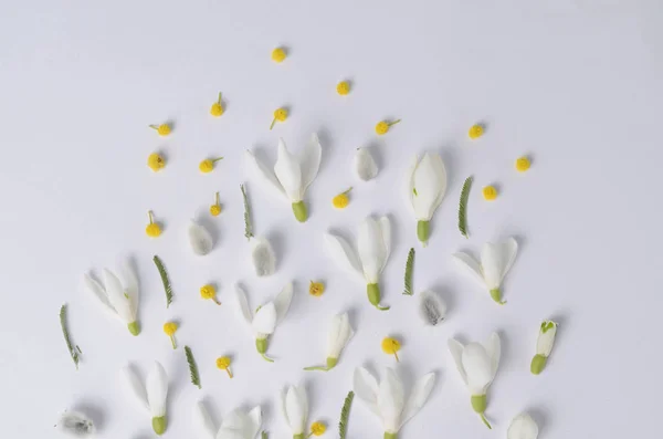 Cadre rond de fleurs perce-neige, mimosa et saules. Composition florale vue de dessus . — Photo