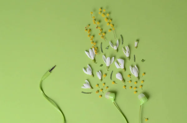 Wiosenne kwiaty, Przebiśniegi i mimozy jako dźwięku ze słuchawek na zielonym tle. — Zdjęcie stockowe