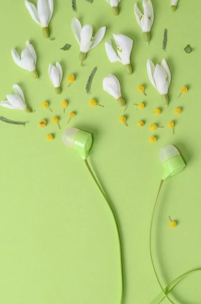 Flores de primavera, gotas de neve e mimosa como som de fones de ouvido em um fundo verde . — Fotografia de Stock