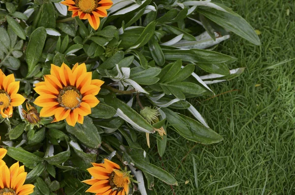 Bellissimi fiori Sunny Gazania fioriture in giardino. Estate sfondo floreale con spazio per il testo — Foto Stock