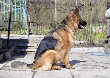 Açık Bahçe yalan genç Alman çoban köpeği