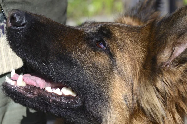 CLose-up portrait of Young Fluffy Dog German Shepherd in the garden outdoor. Pet outside — Stock Photo, Image