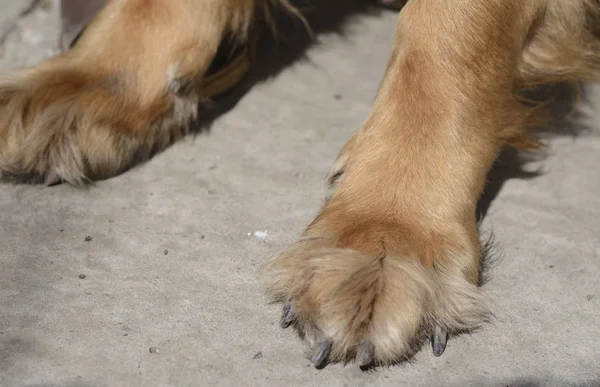 犬の前足を地面. — ストック写真