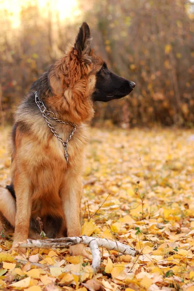 Pies Owczarek niemiecki szczeniak Junior siedem miesięcy leży w lesie autmn — Zdjęcie stockowe
