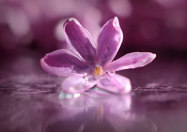 Flor lilás em gotas de orvalho — Fotografia de Stock