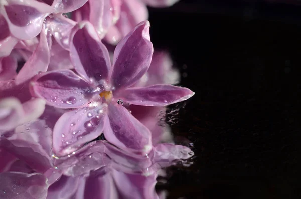 Flor lilás em gotas de orvalho — Fotografia de Stock