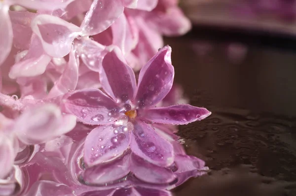 Flor lila en gotas de rocío —  Fotos de Stock