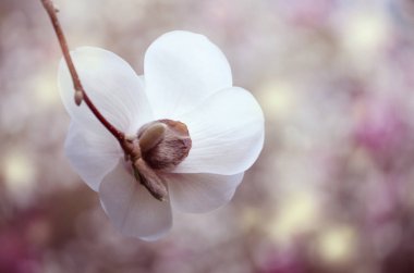 Manolya çiçekler güneş ışığı altında yumuşak odak görüntüsü. Bahar sezonu arka plan