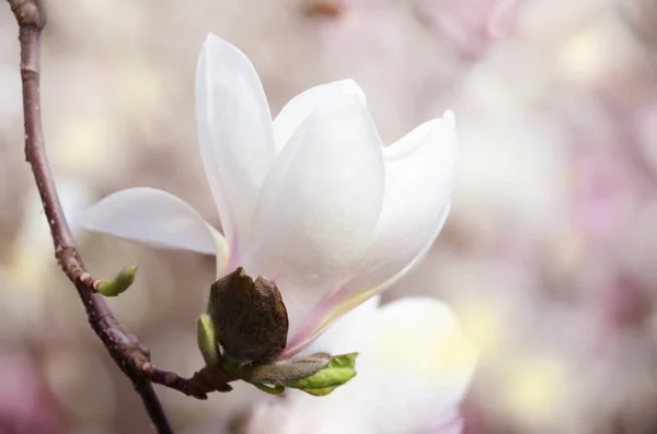 Image de mise au point douce de fleurs de magnolia sous la lumière du soleil. fond de saison de printemps — Photo