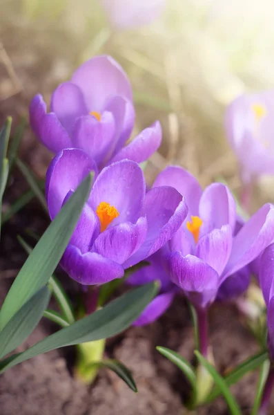 Hermosas flores de primavera azafranes florecen bajo la luz del sol brillante . —  Fotos de Stock