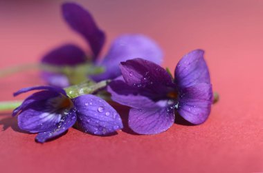 Orman Menekşegiller çiy ile kaplı. İlk Bahar çiçek shooted yakın çekim. Güzel soyut bahar çiçek arka plan.