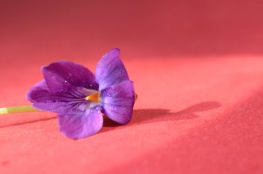 Orman Menekşegiller çiy ile kaplı. İlk Bahar çiçek shooted yakın çekim. Güzel soyut bahar çiçek arka plan.