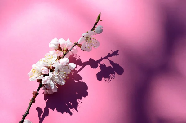 Makro çekim kayısı çiçeği çiğ damlaları ile kaplı. Çiçekler kırmızı zemin üzerinde. Güzel bahar Mevsimlik arka plan. — Stok fotoğraf