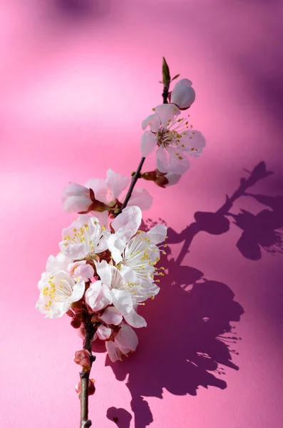 Macro tiro de flor de damasco coberto por gotas de orvalho. Flores em um fundo vermelho. Fundo sazonal bela primavera . — Fotografia de Stock
