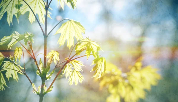 Ένα νεαρό σφενδάμνου φύλλο. Φθινοπωρινό δάσος στο φως του ήλιου. Άνοιξη εποχιακά φόντο — Φωτογραφία Αρχείου