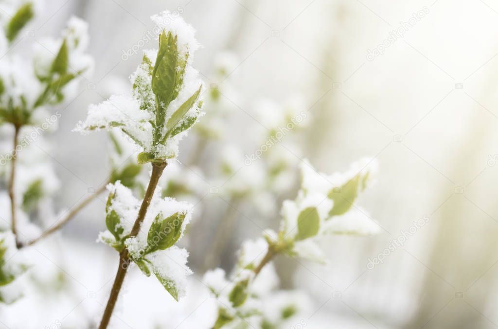 Unexpected snow in april. Lilac branch with young green leaves covered by spring snow.