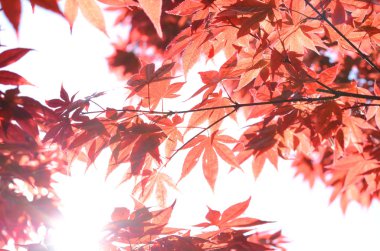 Kırmızı Japon akçaağaç ile arka plan parlak güneş ışığı tarafından doldurulmuş bırakır. Japonca park bitki