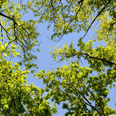 Güzel bahar orman. Genç yeşil parlak bahar mavi gökyüzü ve güneş yükselir karşı meşe ağaçlarının yaprakları.